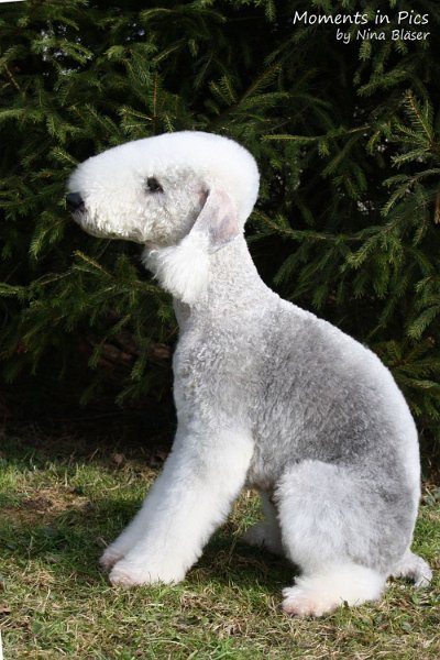 Arc-en-ciel Arlequin 2010-01-23 (3).JPG